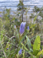Gentianopsis virgata