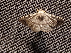 Anticarsia gemmatalis