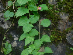 Lophospermum erubescens