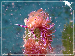 Pteraeolidia semperi