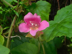 Lophospermum erubescens