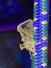 Chrysodeixis