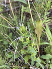 Gentianella quinquefolia