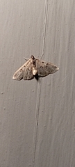 Herpetogramma bipunctalis