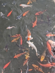 Cyprinus rubrofuscus