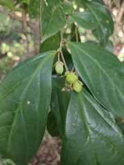 Piparea dentata