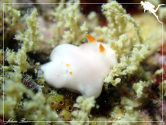Verconia simplex
