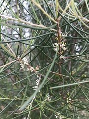 Hakea actites