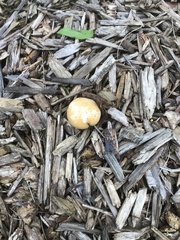 Agrocybe praecox