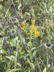 Solidago ohioensis