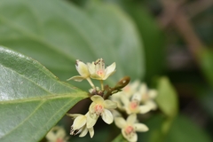 Piparea dentata