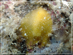 Doriopsis granulosa