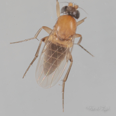Phoridae