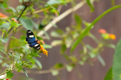 Heliconius sara