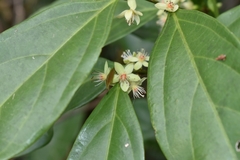 Piparea dentata
