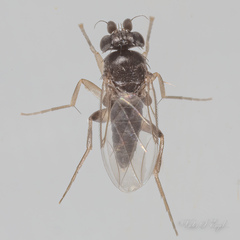Phoridae