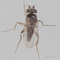 Phoridae