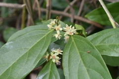 Piparea dentata