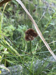 Juncus torreyi