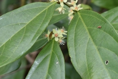 Piparea dentata