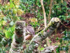 Psilorhinus morio