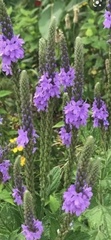 Verbena stricta