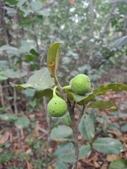 Ficus crocata