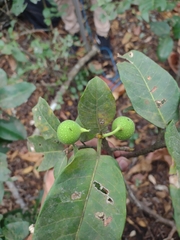 Ficus crocata