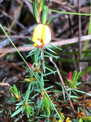 Pultenaea laxiflora
