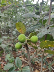 Ficus crocata