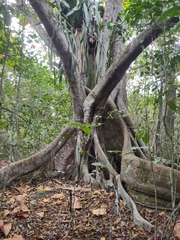 Ficus crocata