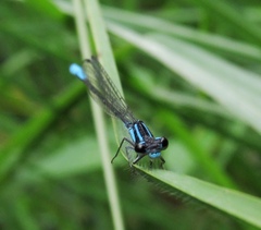 Coenagrionidae