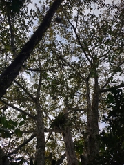 Ficus crocata