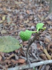 Ficus crocata