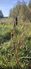 Typha incana