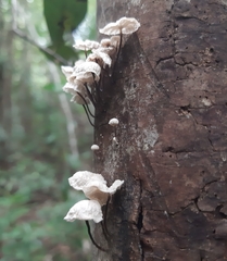 Marasmius rotula