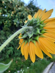 Helianthus