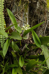 Prosthechea fragrans