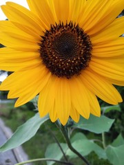 Helianthus