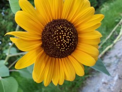 Helianthus