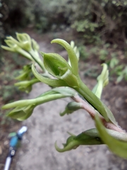 Eltroplectris triloba