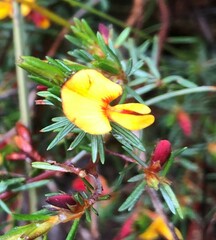 Pultenaea laxiflora