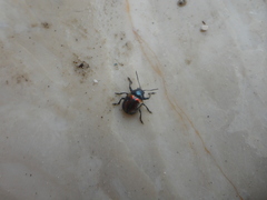 Platycorynus undatus