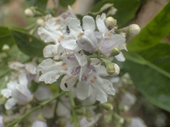 Prostanthera lasianthos