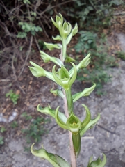 Eltroplectris triloba