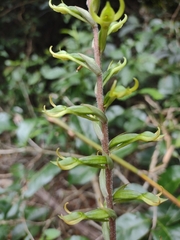 Eltroplectris triloba