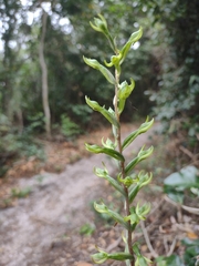 Eltroplectris triloba