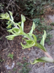Eltroplectris triloba