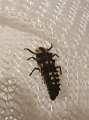 Harmonia testudinaria