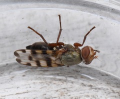 Ceroxys